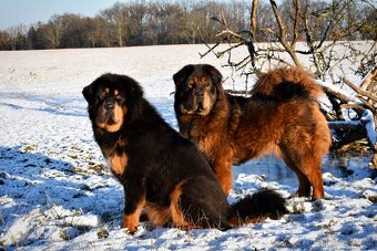 Tibetská doga - štěňátka s PP - rezervace 2025/2026 - 8