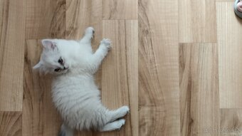 Britská koťátka  s PP - 8