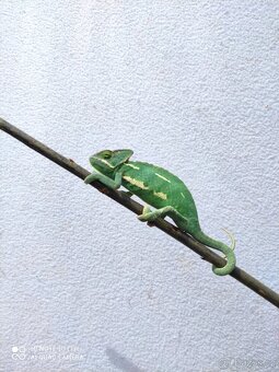 chameleon jemenský, terárium - 8