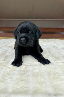 Labradorský Retriever s PP - 8
