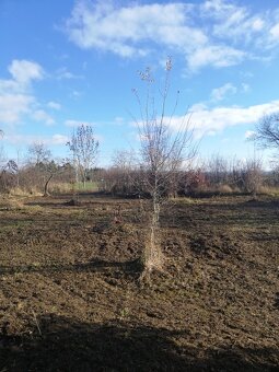 Zahradka u jezera Poděbrady (i s člunem) možnost splátek - 8