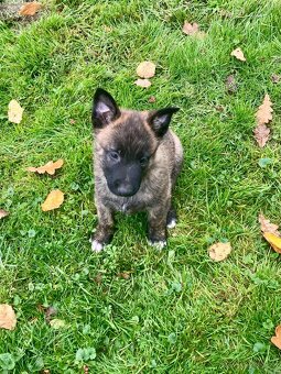 Prodám štěňátka - 8