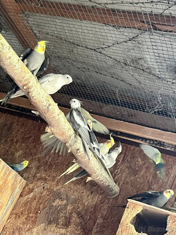 loňské korely - různé barvy - 8