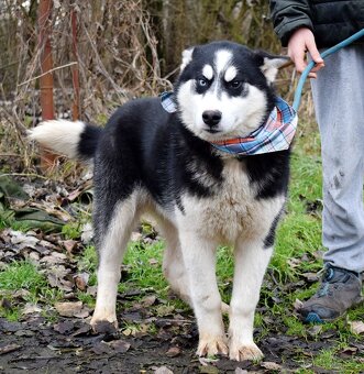 TAMINO K ADOPCI - SKORO ROČNÍ, S DVOUBAREVNÝMA KUKADLAMA - 8