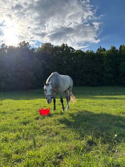 Valach do sportu - 8