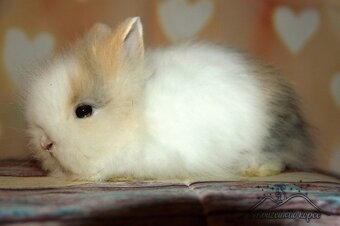 Zakrslí králíčci Teddy s VP (Vánoční miminka)-doprava po ČR - 8