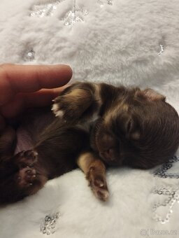 Čivava dlouhosrstá - 8