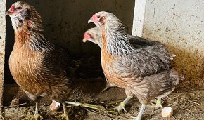 Araucana kurčatá- nasadove vajíčka - 8