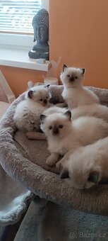 Ragdoll kotatka - 8