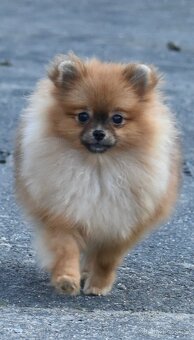 Pomeranian s PP - 8
