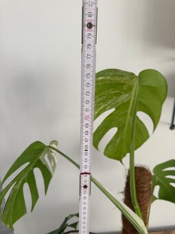 Monstera Albo variegata "Panašovaná'' - 8