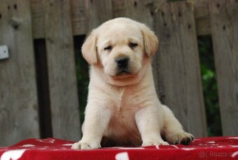 Špičková žlutá štěňata labradorského retrívra - 8