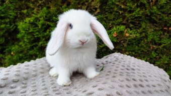 Zakrslý beránek, králíček, králík - TYMIÁN A HOLLY - 8