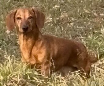 Nabízíme jezevčíka bez PP ke krytí - 8