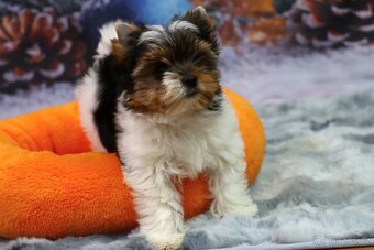 Biewer terriér jorkšírský - 8