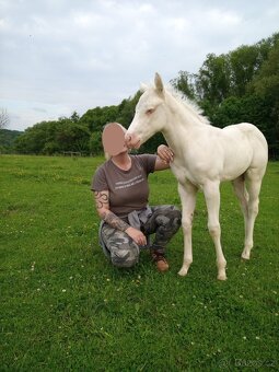 Cremello klisnička s odznaky s reining/cutting původem - 8