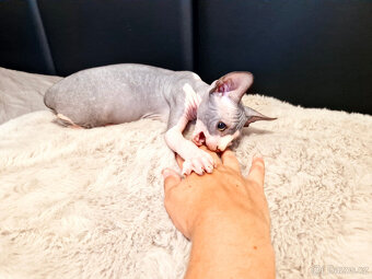 Sphynx koťata - 8