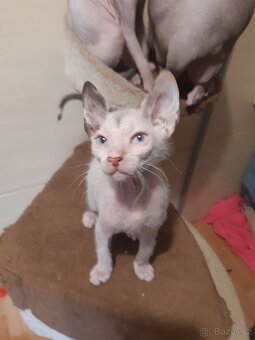 Don Sphynx Koťátka - 8