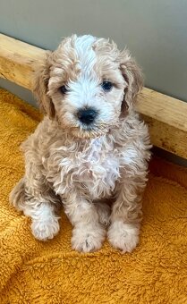 Maltipoo - 8