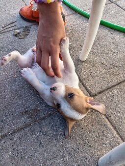 Jack russel teriér - 8