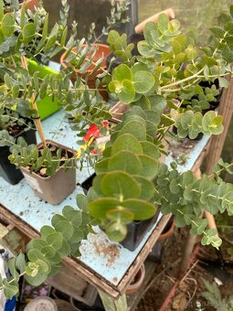 Prodej Eukalyptů - 8