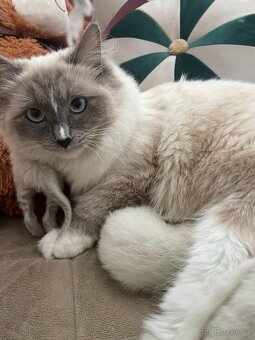 Ragdoll - koťátka - 8