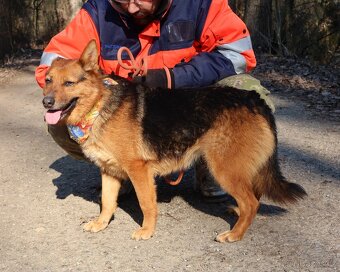 ELSA K ADOPCI - 5 LET, HRAVÁ,KONTAKTNÍ,VHODNÁ K VĚTŠÍM DĚTEM - 8