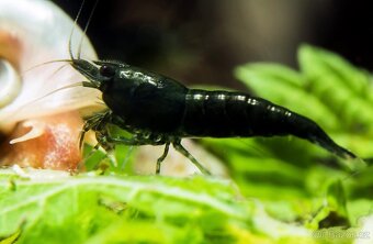 Krevetky caridina, neocaridina - 8