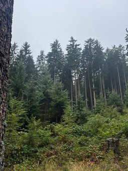 Prodám lesní pozemky v k.ú. Nicov - 8