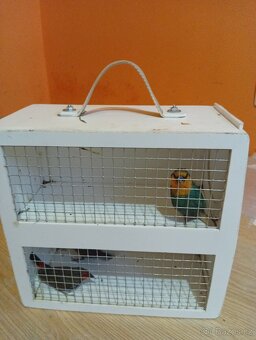 Amada papouščí červenohlavá, drobot - 8