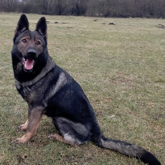 Německý ovčák štěnata s PP - 8