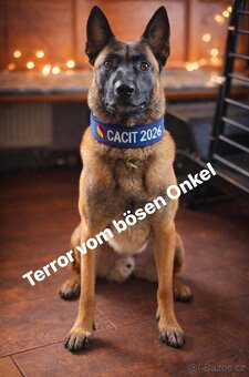 Belgický ovčák malinois s PP - 8