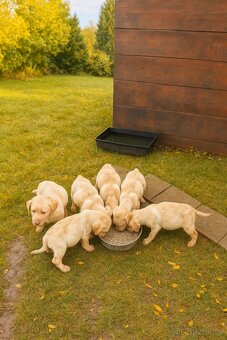šteniatka labrador a IHNED - 8