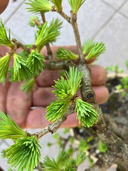 Bonsai, Bonsaj, jamadori, modřín - 8