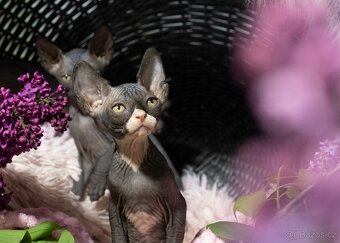 Sphynx - 8