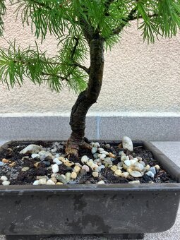 Bonsai, Bonsaj, jamadori, modřín - 8