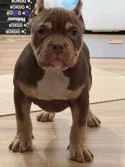 American bully extrém - 8