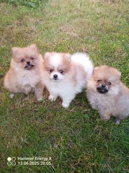 Pomeranian bez Pp - 8