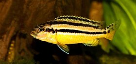 Akvarijní rybičky-Tlamovci-Malawi,Viktoriino jezero - 8
