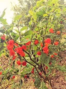 Chilli pasta - Kája Ostrá - 8