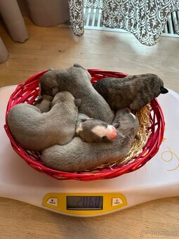 Whippet / Vipet s PP - 8