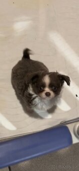 Chlapečkové čivava s PP FCI - 8