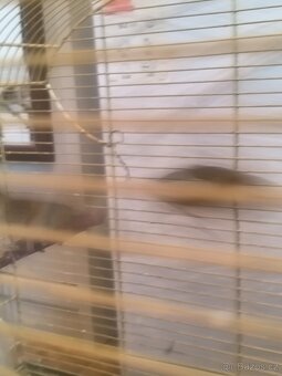 Prodám zebry chůvy,kanáři. - 8