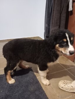 Australský ovčák bez PP - 8