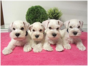 Knírač malý bílý - štěňátka s PP fenky - 8