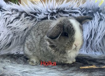 ❤️⭐️Minilop Kralicek Beránek k rezervaci ❤️ - 8