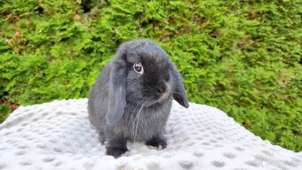Zakrslý beránek, králíček, králík - PIPER - 8