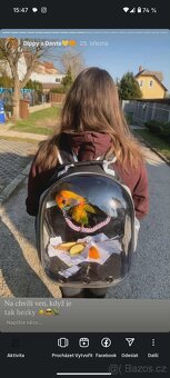 Prodám pár Aratingy sluneční - POUZE JAKO MAZLÍČKY - 8