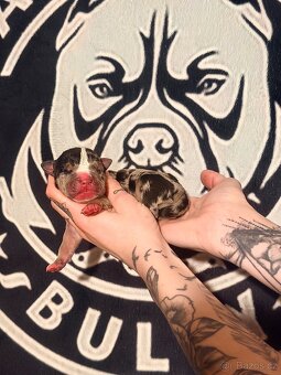 American Bully XL Tricolor - 8