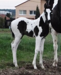 Luxusní PAINT Horse plemeník, DOUBLE HOMOZYGOT - 8